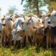 Energia solar na pecuária, criação de gado